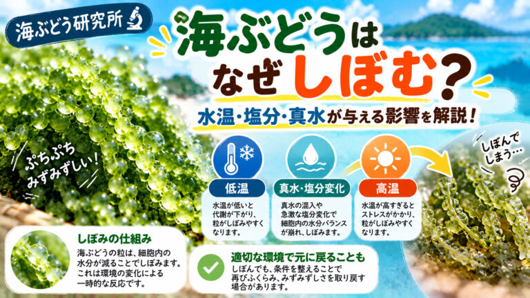 海ぶどうがしぼむ原因となる低温・高温・塩分変化を解説する図解