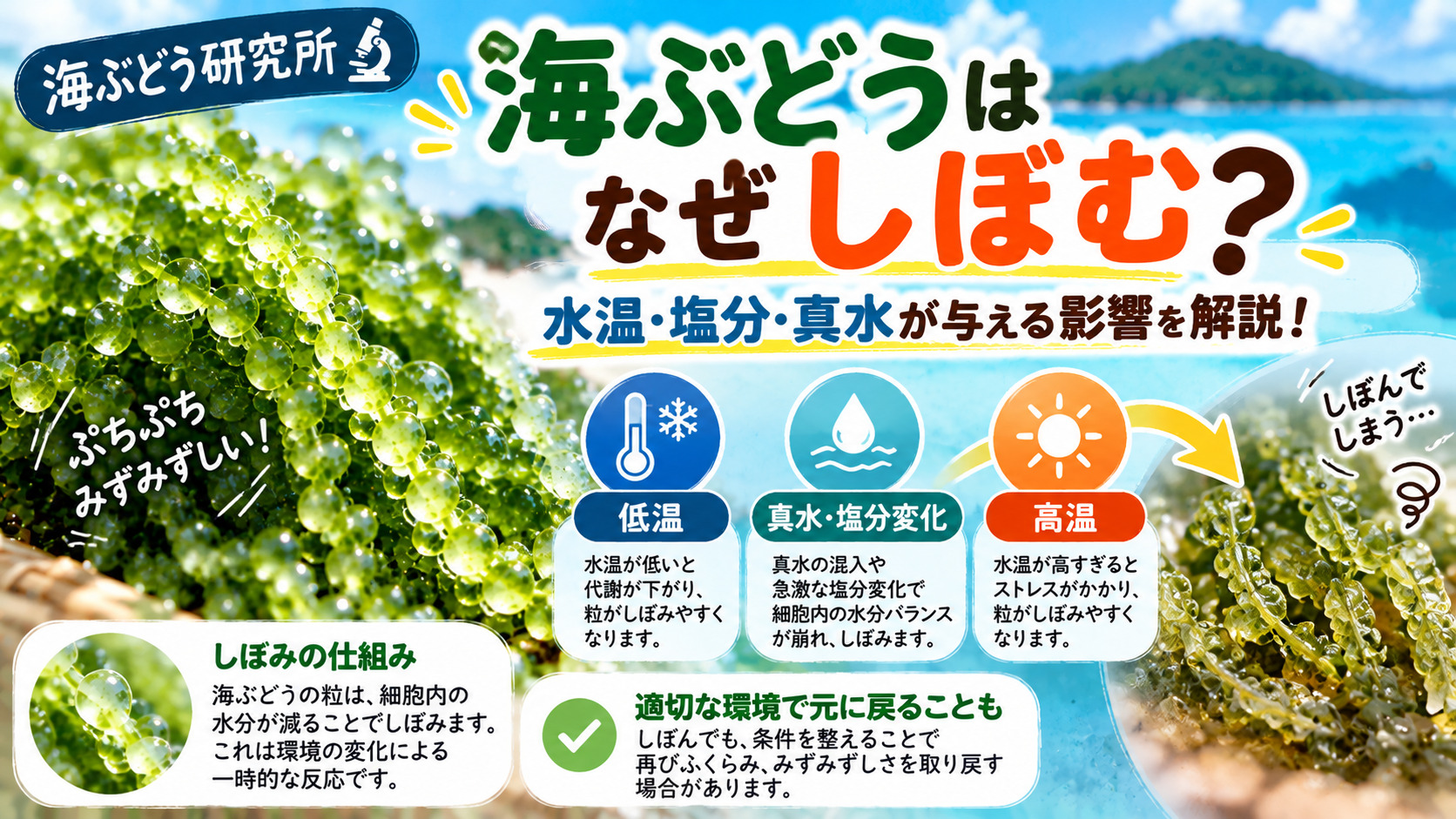 海ぶどうがしぼむ原因となる低温・高温・塩分変化を解説する図解